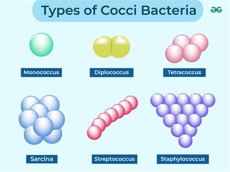Coccoid Bacteria .